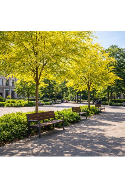 Гледичія колюча Санберст в парку